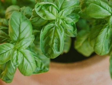 Bασιλικός: Το πιο δυνατό αντιοξειδωτικό - Καθαρίζει τις αρτηρίες από την κακή χοληστερόλη